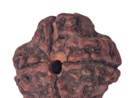 9 mukhi rudraksha benefits