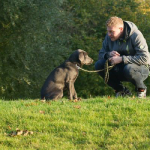 Tips For First Time Pet Owners To Manage Health And Appearance Pet